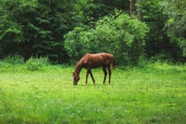 En liten versjon av bildet av en hest som spiser gress