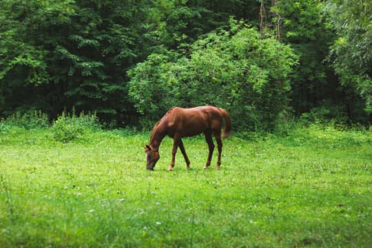 Et bilde av en hest som spiser gress