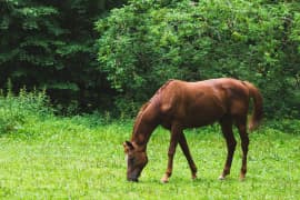 Et zoomet inn bilde av en hest som spiser gress